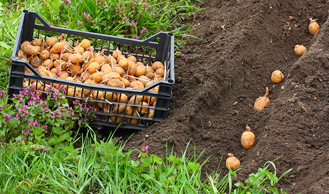 Recycle Your Sprouting Potatoes; Replant them into your garden