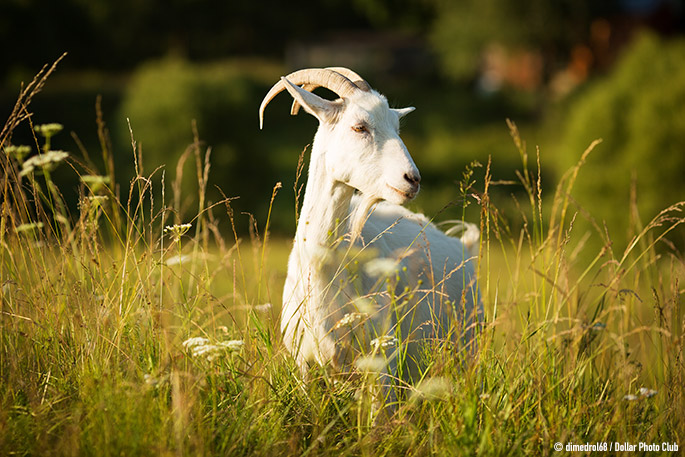 Are Goats Washington’s New Zero Waste Strategy?