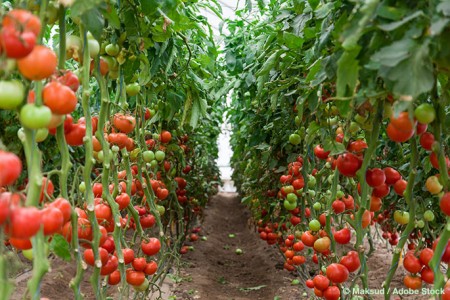 Will The Sundrop Farm Eliminate Farming Food Waste? | Waste Wise Products